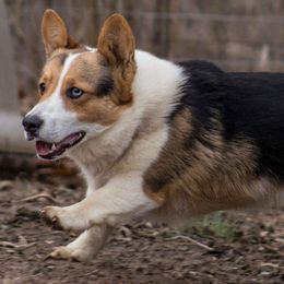 French Bulldogs and Pembroke Welsh Corgis from T4 Farms