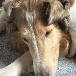 Scottish Collie Puppies from Sundance Scottish-Colleys