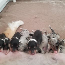 Collie Puppies from Kaslynkay's Collies