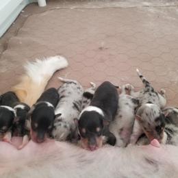Collie Puppies from Kaslynkay's Collies