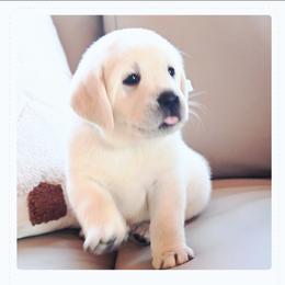 MR. MINT BonBon-Blue TBD - Yellow male Labrador Retriever puppy in Pasco, Washington from ROCK CREEK LABRADORS