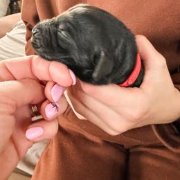 Slalom (Red) - Black male Giant Schnauzer puppy in Harrisville, Utah from Diamond in the Ruff