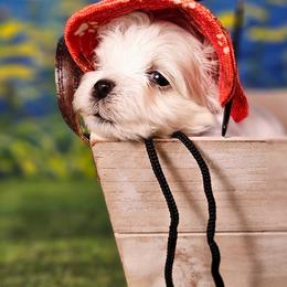 Boy 1 - White male Bichon Frise puppy in Lavon, Texas from Sissy’s Heavenly Paws