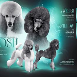 Poodle puppies from Posh Poodles & Chinese Cresteds