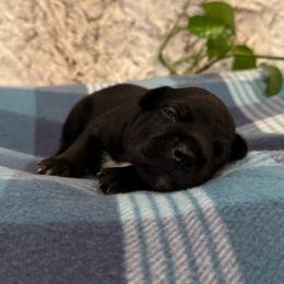 Brown Collar Male - Black and white male Staffordshire Bull Terrier puppy in Princeton, Minnesota from Thor’s Beagles & Maha’s Staffy