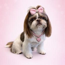 Brie - Shih Tzu