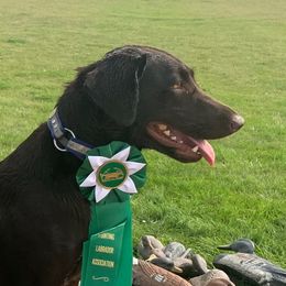 Zulu - Labrador Retriever
