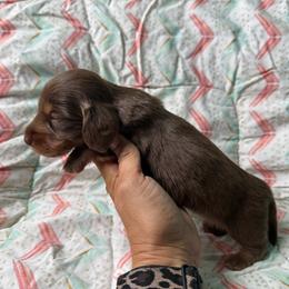 Beckett - Chocolate and tan male Dachshund puppy in Lincoln, Arkansas from Red Dirt Dachshunds