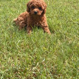 Miso - Red  female Poodle puppy in Cypress, Texas from Misocutepoodles