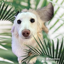 Biscuit - Dachshund
