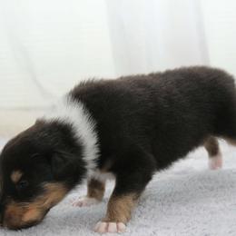 Freckle - Black white and tan male Collie puppy in Mattoon, Illinois from Gold Leaf Collies