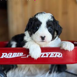 Periwinkle - Black tri-color female Aussiedoodle puppy in Lancaster, Minnesota from Finney Ranch