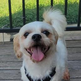 Toasty - Cream male Shichon puppy in Limestone, Tennessee from Pilot Hill Teddy Bear Puppies
