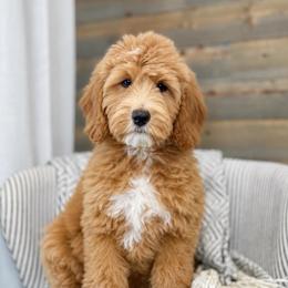 Sutton - Parti male Goldendoodle puppy in Brandon, Florida from Murphys Doodles