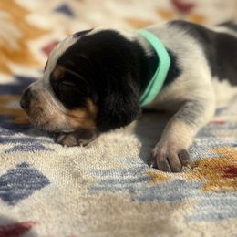 Stormy - Blue ticked and tan female Bluetick Coonhound puppy in Mount Pleasant, Texas from Harmons Hounds