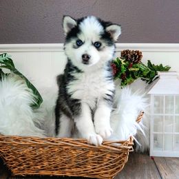 Pomsky Puppies from Arctic Star Pomskies