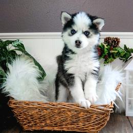 Pomsky Puppies from Arctic Star Pomskies