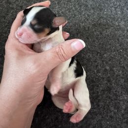 Heaven - Tri-color female Cavapoo puppy in Mount Vernon, Texas from S and J Cavapoos