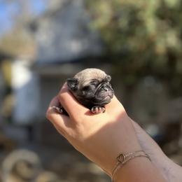 Oscar - Pug puppy from Milan Pugs