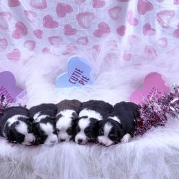 Miniature Australian Shepherd puppies from Graceful Acres