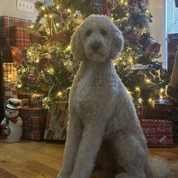 Aussiedoodle All Grown Up from Arrington’s Aussiedoodles