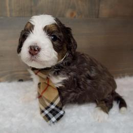 Saint - Merle male Bernedoodle puppy in Bowling Green, Ohio from Windy Creek Doodles