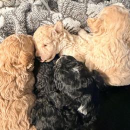 Girl 1 - Cream female Poodle puppy in Orlando, Florida from Florida Miniature Poodles