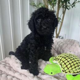 Maverick - Black male Goldendoodle puppy in Wauseon, Ohio from Medium Labradoodles 🐾