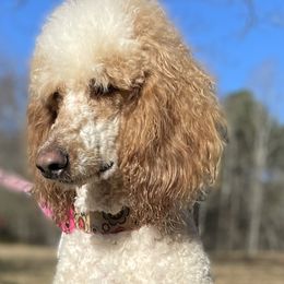 Marlow - Poodle