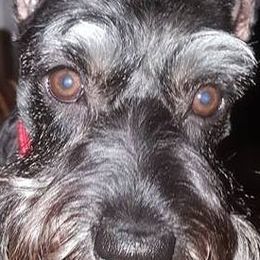 Miniature Schnauzers from Samson's Schnauzers