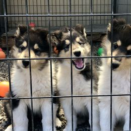 Collie Puppies from Deb Smith