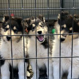 Collie Puppies from Deb Smith