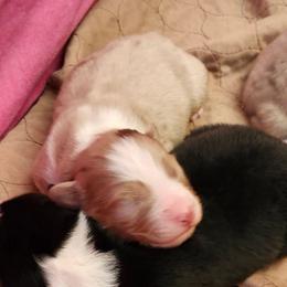Stetson - Red merle male Australian Shepherd puppy in Athens, Tennessee from Mimi's Aussie