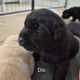 Dio (blue collar) - Black male Labrador Retriever puppy in Greenwich, Ohio from Pure Gem Kennel