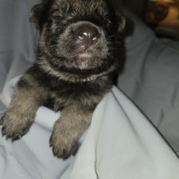 Shiloh Shepherd Puppies from Heritage Shilohs