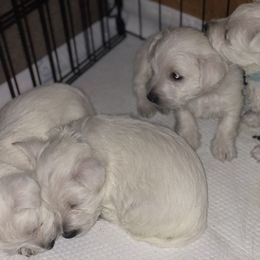 West Highland White Terrier Puppies from CC Leslie’s Westie’s