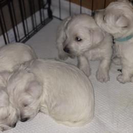 West Highland White Terrier Puppies from CC Leslie’s Westie’s