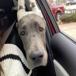 EmmyLou  - Great Dane