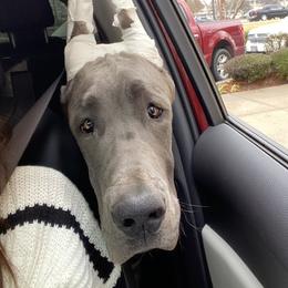 EmmyLou  - Great Dane