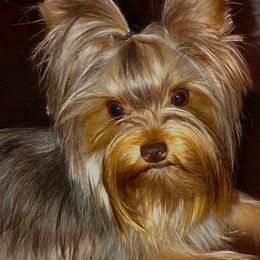 Lexie - Yorkshire Terrier