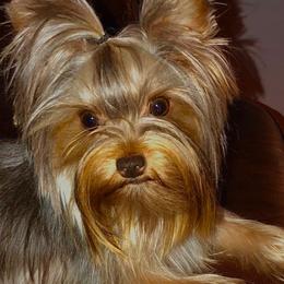 Lexie - Yorkshire Terrier