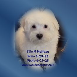 Tito - White male Maltese puppy in Silverhill, Alabama from Malteseuluv’s Tiny Treasurers