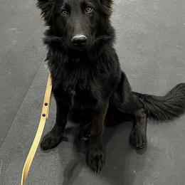 Zosia - German Shepherd