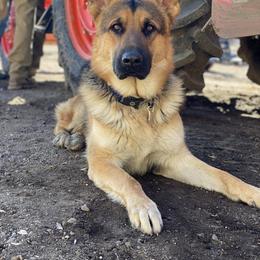 Mando - German Shepherd