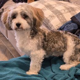 Havanese puppies from GoldDust Havanse
