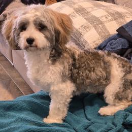 Havanese puppies from GoldDust Havanse
