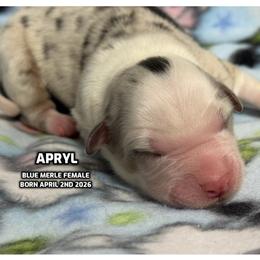 Apryl ( the beautiful) - Blue merle female Australian Shepherd puppy in Bethany, Connecticut from Wynter Thyme Manor Australian shepherds