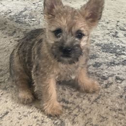 Cairn Terriers from Doug Joray & Holly Hill Cairn Terriers