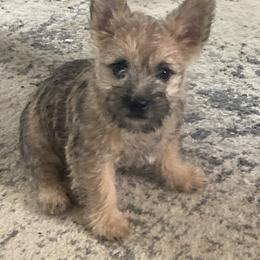 Cairn Terriers from Doug Joray & Holly Hill Cairn Terriers