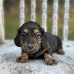 Rosie - Black and tan female Dachshund puppy in Mascot, Tennessee from Magnolia Pearl Dachshunds